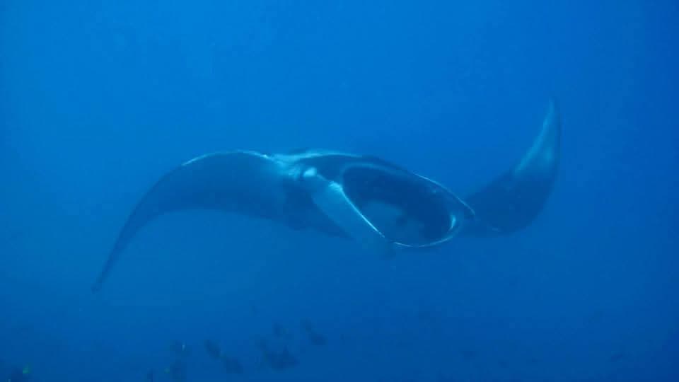 Vida Marina Increíble